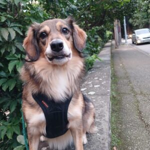 Benefícios do uso do peitoral em passeios diários: segurança, comodidade e estímulo mental