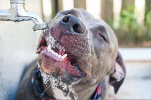 Dicas de cuidados: como posso proteger o meu cão do calor excessivo durante o verão?